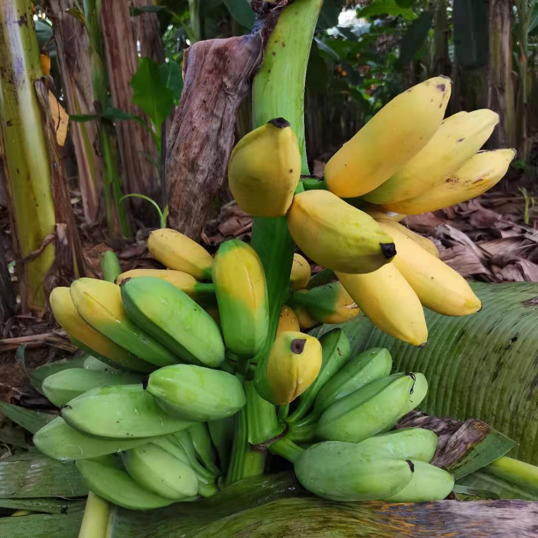 广西大牛蕉芭蕉新鲜10斤带箱现砍酸甜广西巴焦丑蕉 2500g【图片 价格