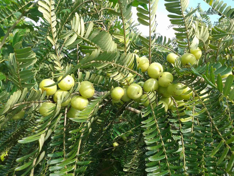 现货现发潮汕特产新鲜油甘甘甜多汁回味无穷高山种植1斤崩坎油柑甜种