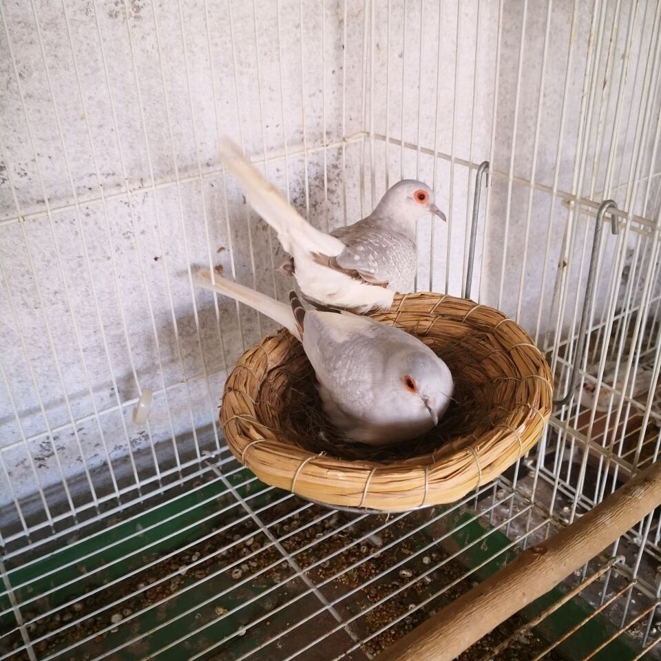 活体宠物鸽薄珍珠鸽袖珍鸽原色驼色蓝白鸽子观赏宠物活体鸟 驼色一年