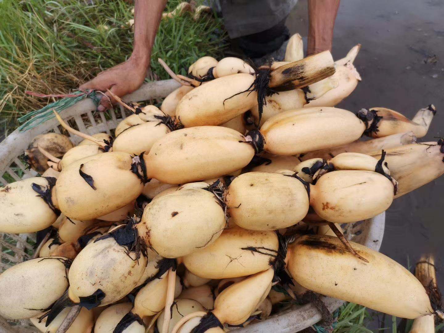 浅水藕种根莲藕种藕深水藕种 高产食用莲藕种苗 藕带苗藕苗 巨无霸藕