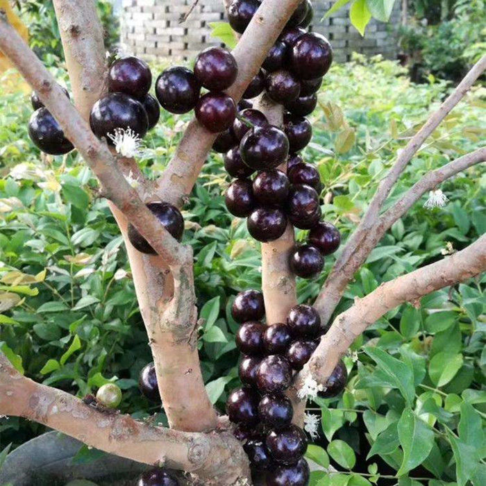 嘉宝果树苗四季种植当年结果台湾树葡萄苗南方北方种植水果树苗 四季