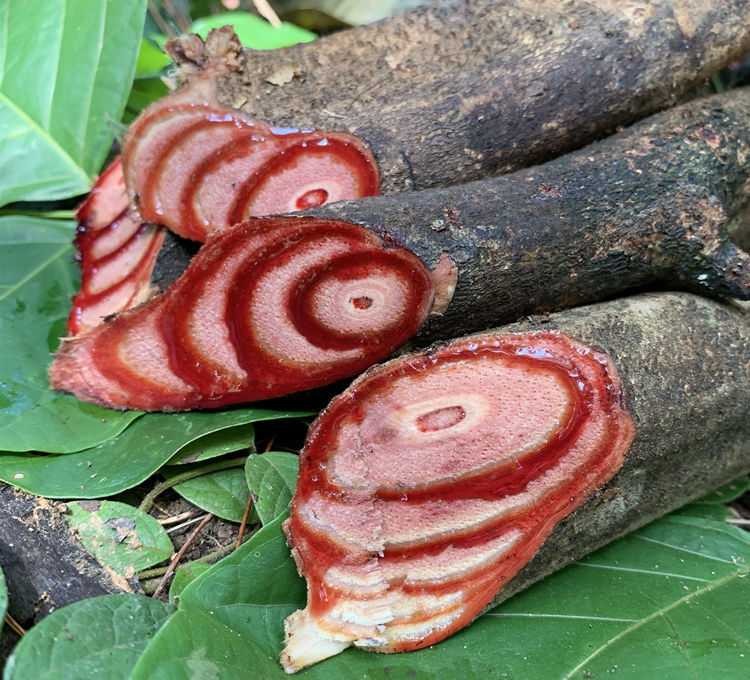 鸡血藤中材鸡血藤密花豆农村山区现采原料泡酒泡脚500g 干品2斤装