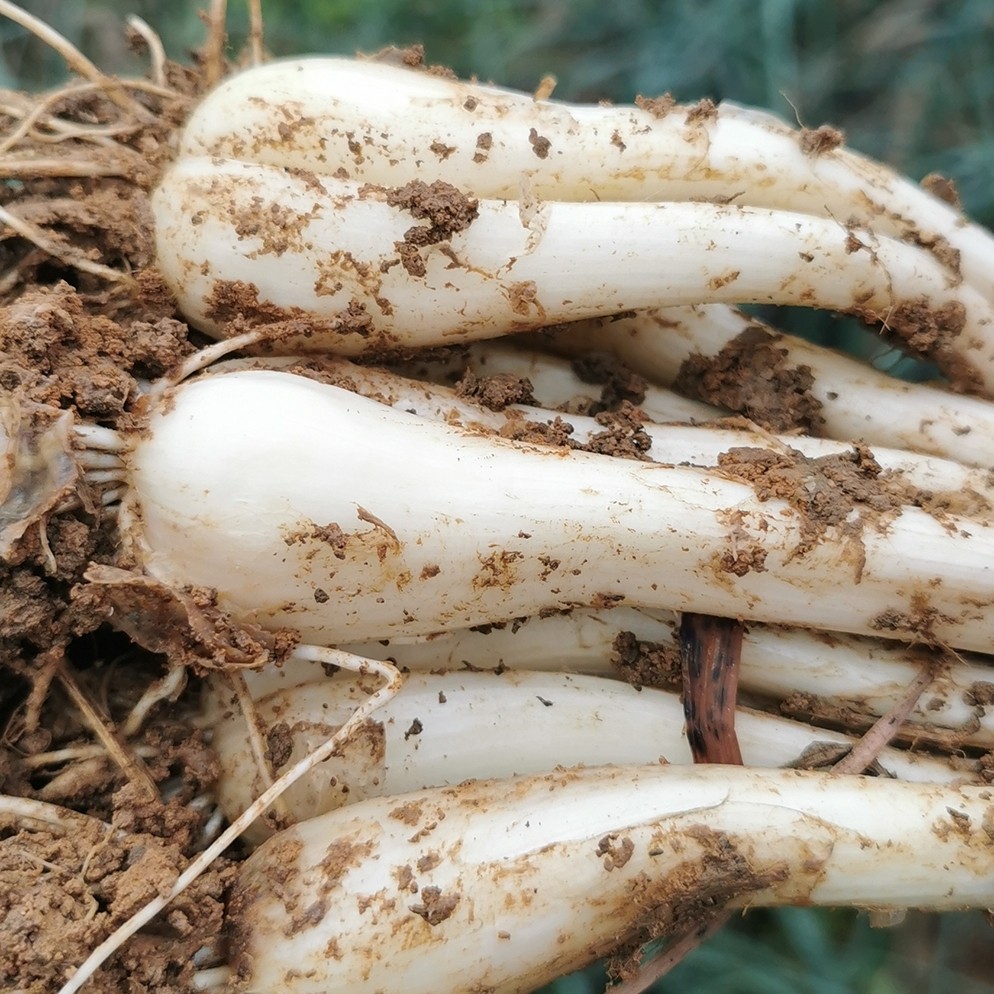 辰实 新鲜藠头 去叶去根茭头 藠头时令蔬菜新荞头 5