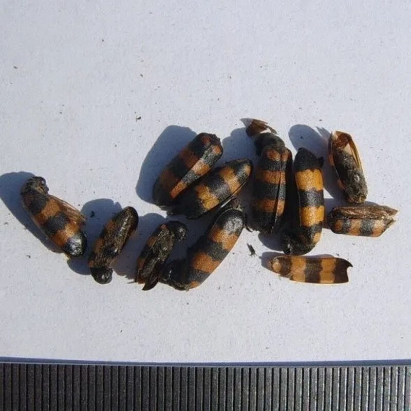 中药材斑毛 斑毛虫 黄豆虫 班虫外用中药材 30g【图片 价格 品牌 报价