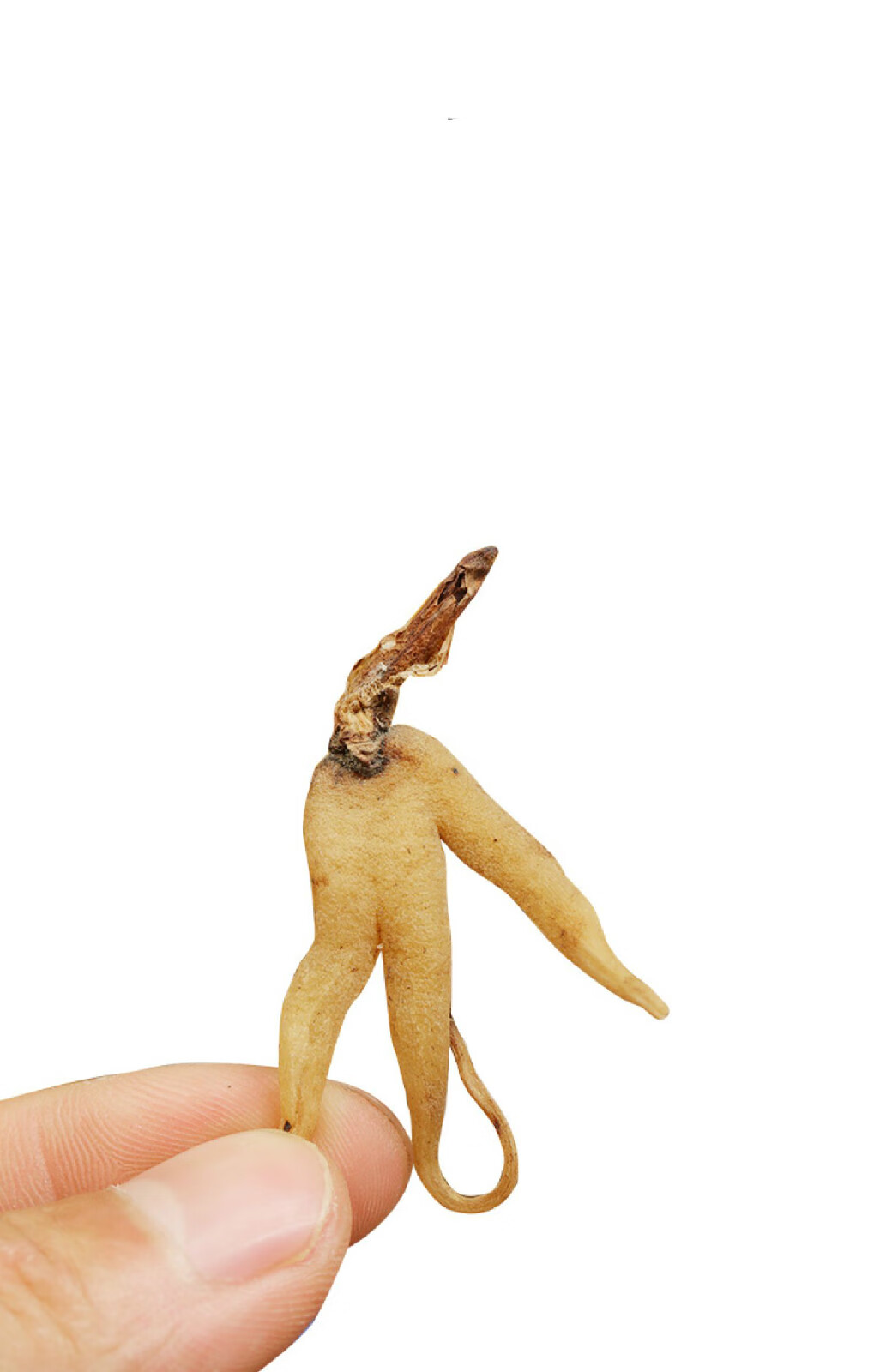 野生佛手参精选正宗特产手掌参手儿参干250克非特级中药材 佛手参250g