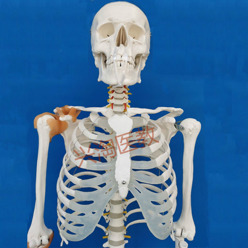 170cm人体大骨骼模型全身解剖骷髅骨架180cm医学教学脊椎可拆黑色塑料