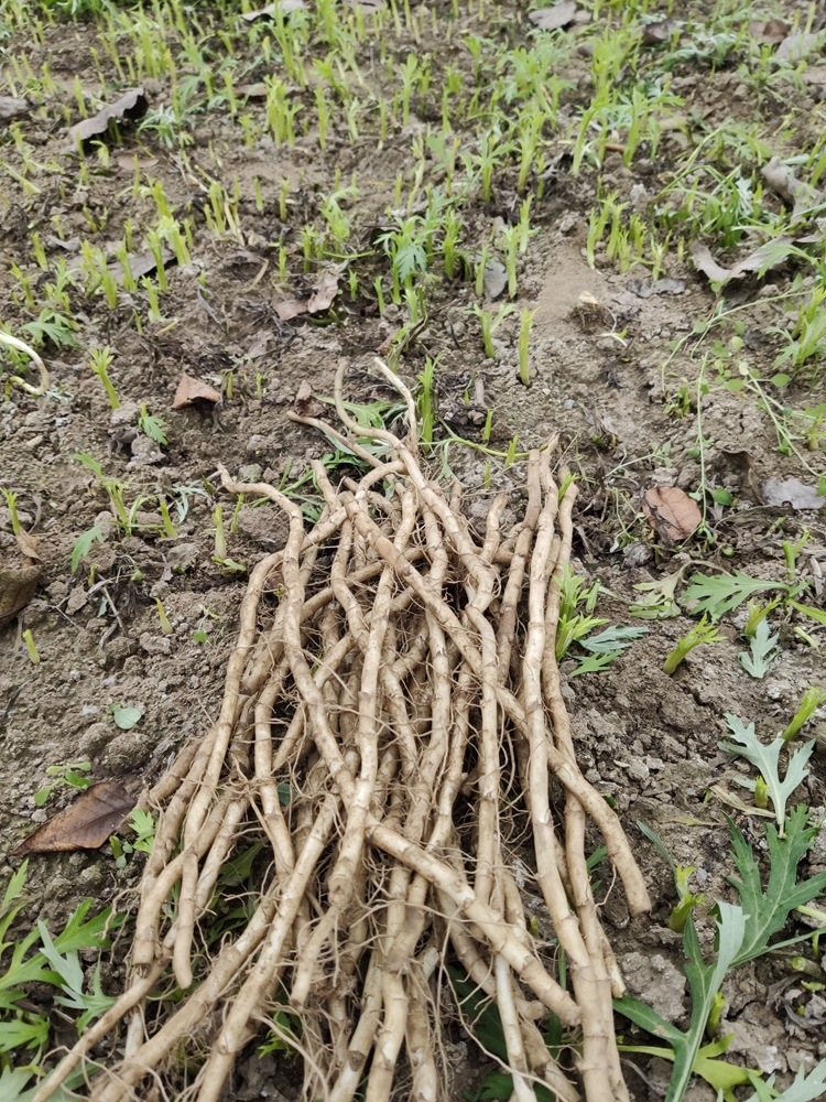 芦蒿种根泥耗种根藜蒿苗芦蒿种苗柳蒿苗黎蒿种子芦蒿种植种籽2斤德资