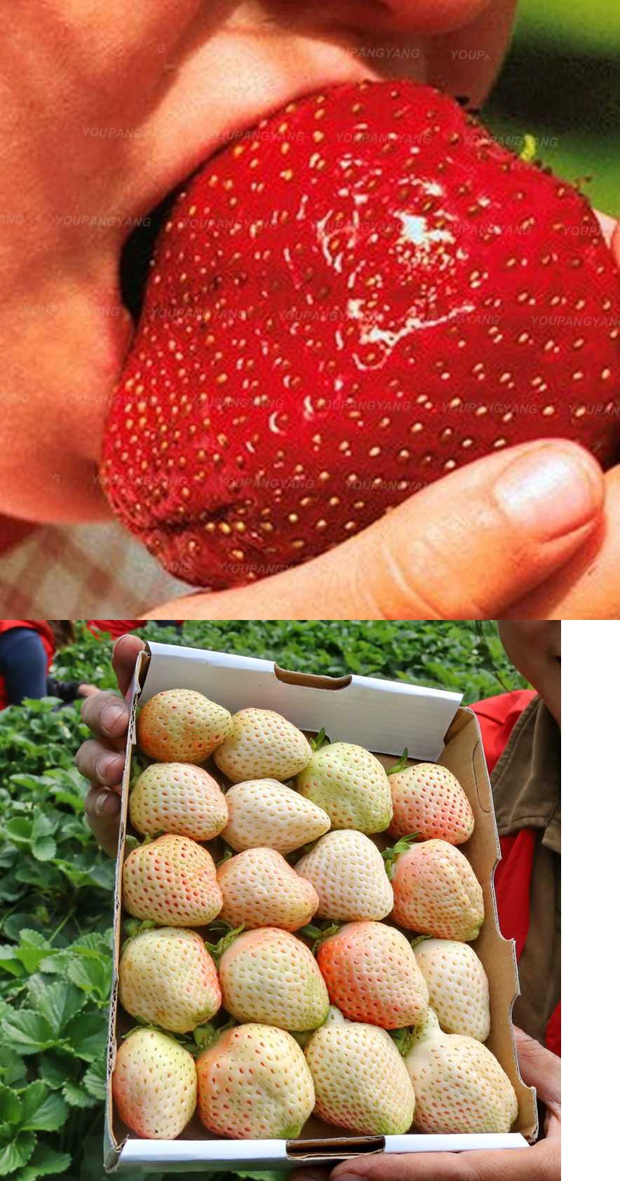 奶油巨大白色草莓种子阳台庭院盆栽植物籽花籽 混合草莓种子1000粒 肥