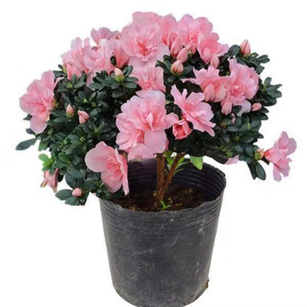 杜鹃花盆栽四季开花四季常青室内室外阳台花卉绿植盆景原土简易盆小苗