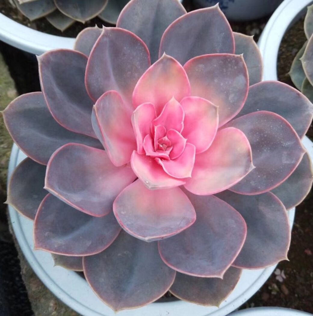 园艺红心莲老桩超大多肉植物含盆带土栽好办公室内防辐射绿植 超大