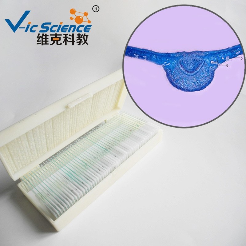 维克科教蕨原叶体装片中小学使用教学切片植物教学玻片百合子房切片