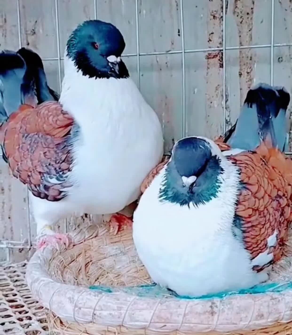 大体三色摩登那种鸽活体大头元宝鸽子公斤鸽圆环青年鸽