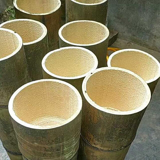 大型巨龙竹竹苗楠竹苗食用竹笋苗种植巨龙竹竹苗毛竹苗四季长青 巨龙