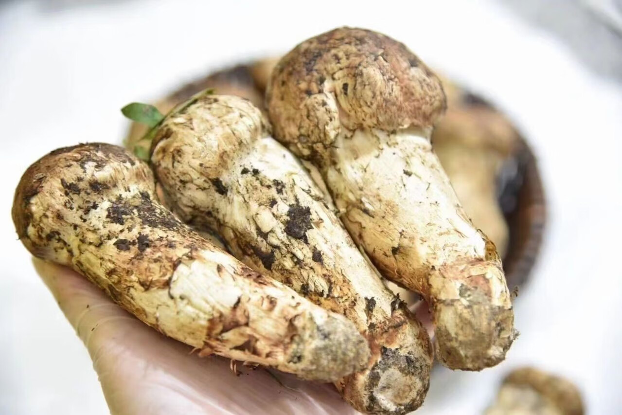 媚调新鲜野生松茸美味松茸菌鲜蘑菇东北长白山吉林延边延吉顺丰发货