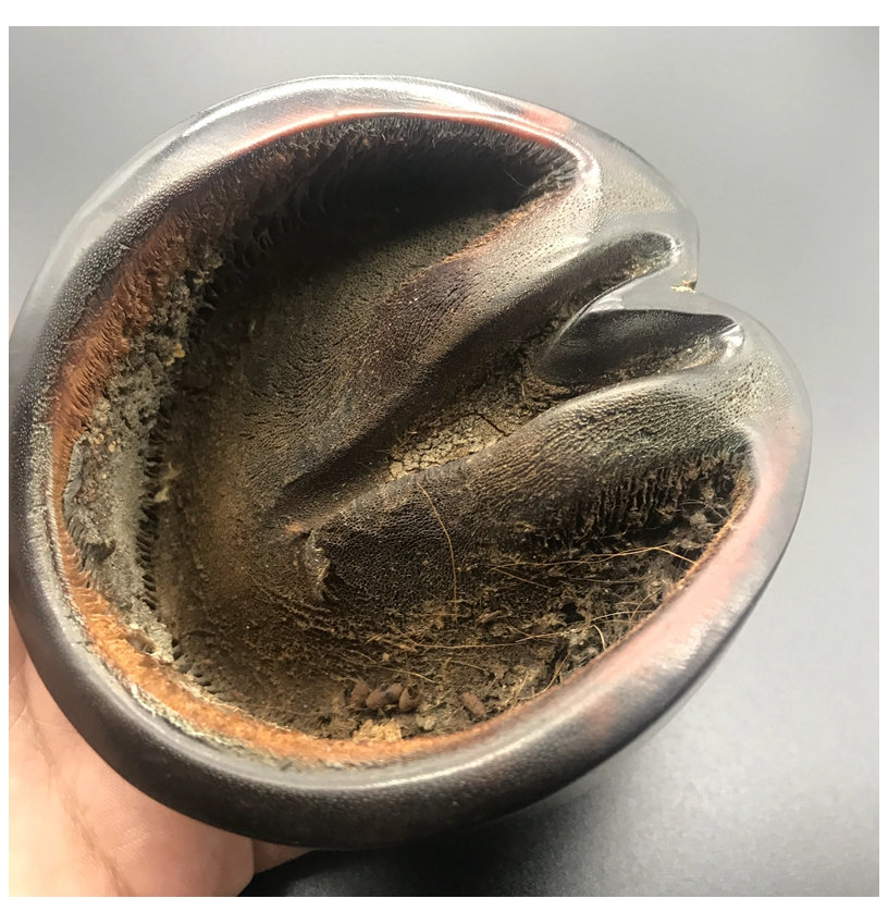 天然黑驴蹄原蹄手把件雕刻摆件笔搁原雕男士随身把件手玩 图片色