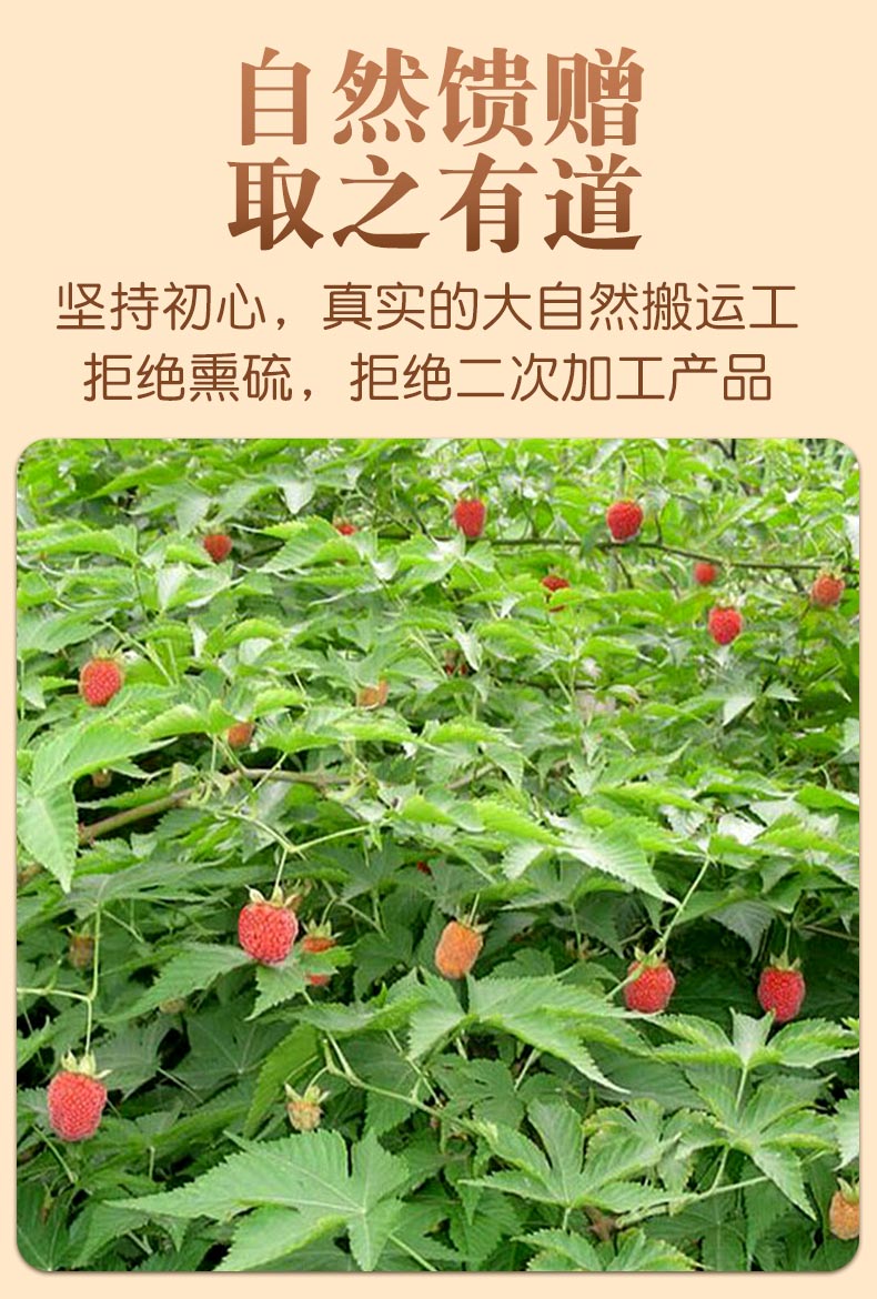 21覆盆子茶树莓干特级中药材覆盘子水果干新鲜250g