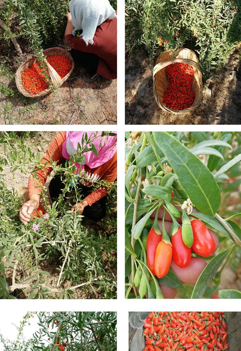 枸杞苗树盆栽地栽南北方四季种植当年结果枸杞食用宁夏黑红枸杞苗果树