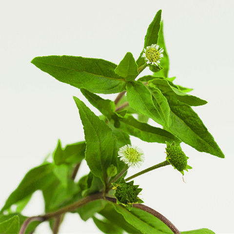 野生新货干品中草药材墨旱莲旱莲草白花蟛蜞菊墨斗草鳢肠白花墨菜 500