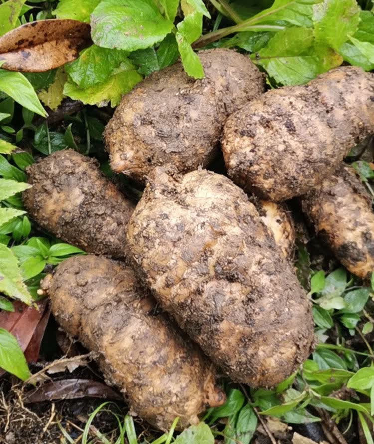 天麻野生云南正宗昭通特级小草坝新鲜天麻头晕头疼功效野生天麻煲汤