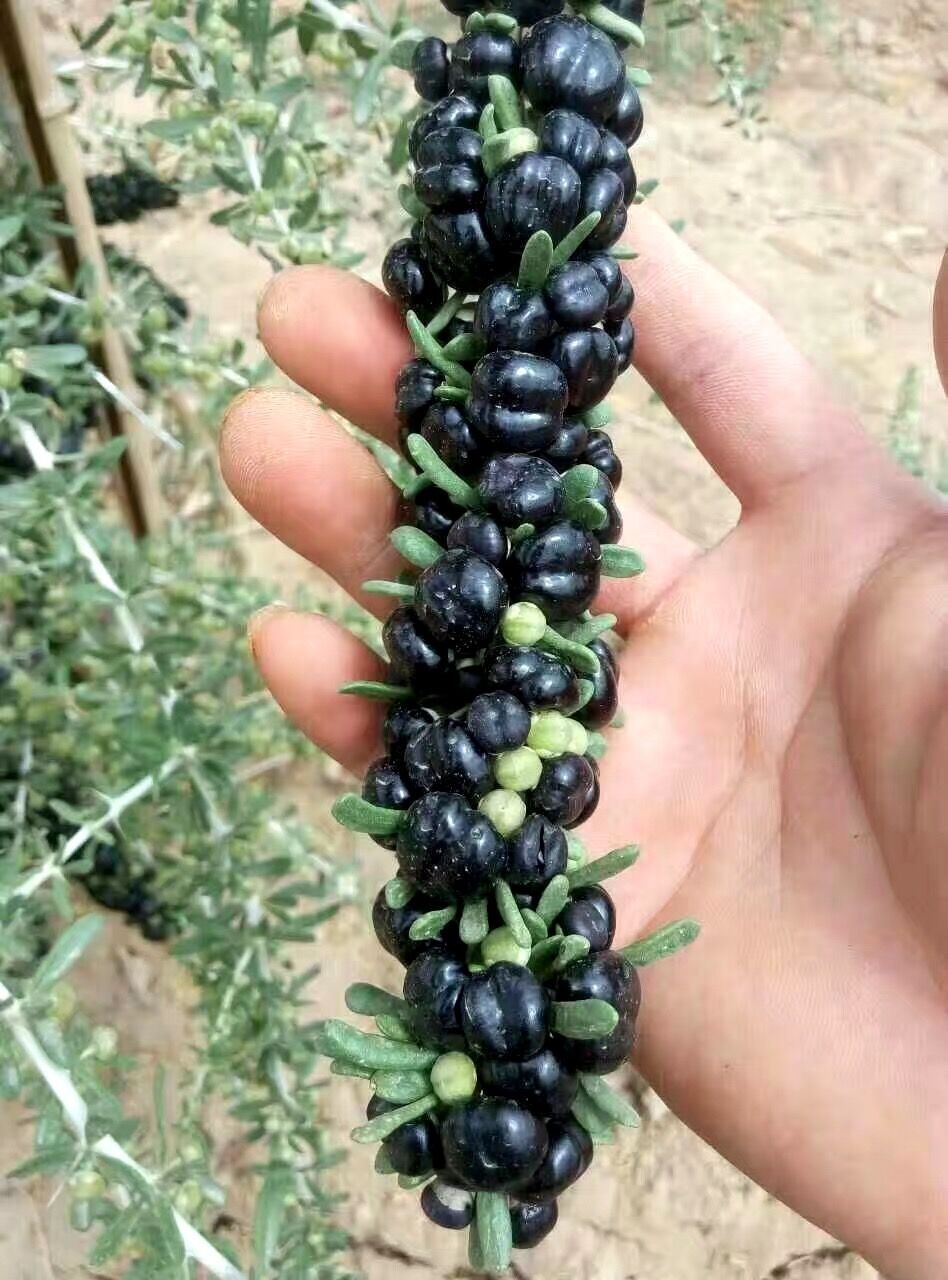 虞润枸杞苗宁夏枸杞黑枸杞红枸杞果树苗木枸杞树苗当年结果苗红枸杞6