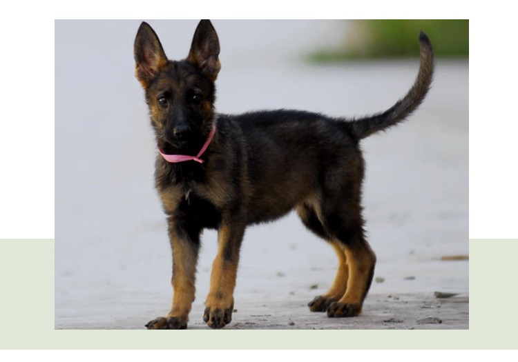 純種東德牧羊犬德國牧羊犬德牧幼犬活體幼犬大型犬純種警犬幼犬北京