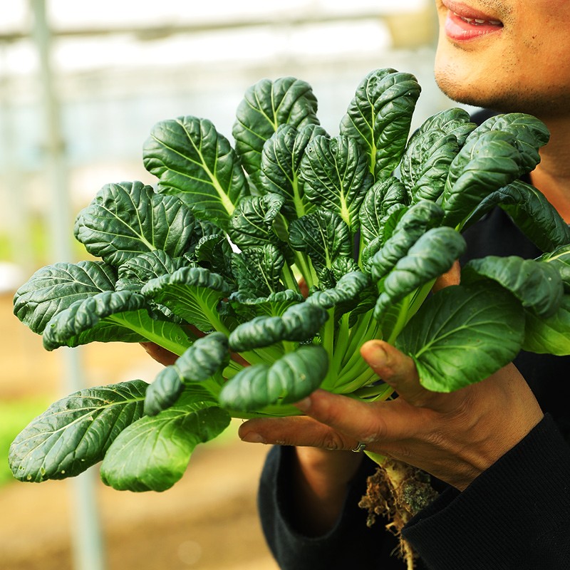北蔬 乌塌菜苗耐寒蔬菜苗山东 乌塌菜苗 10棵【图片 价格 品牌 报价】