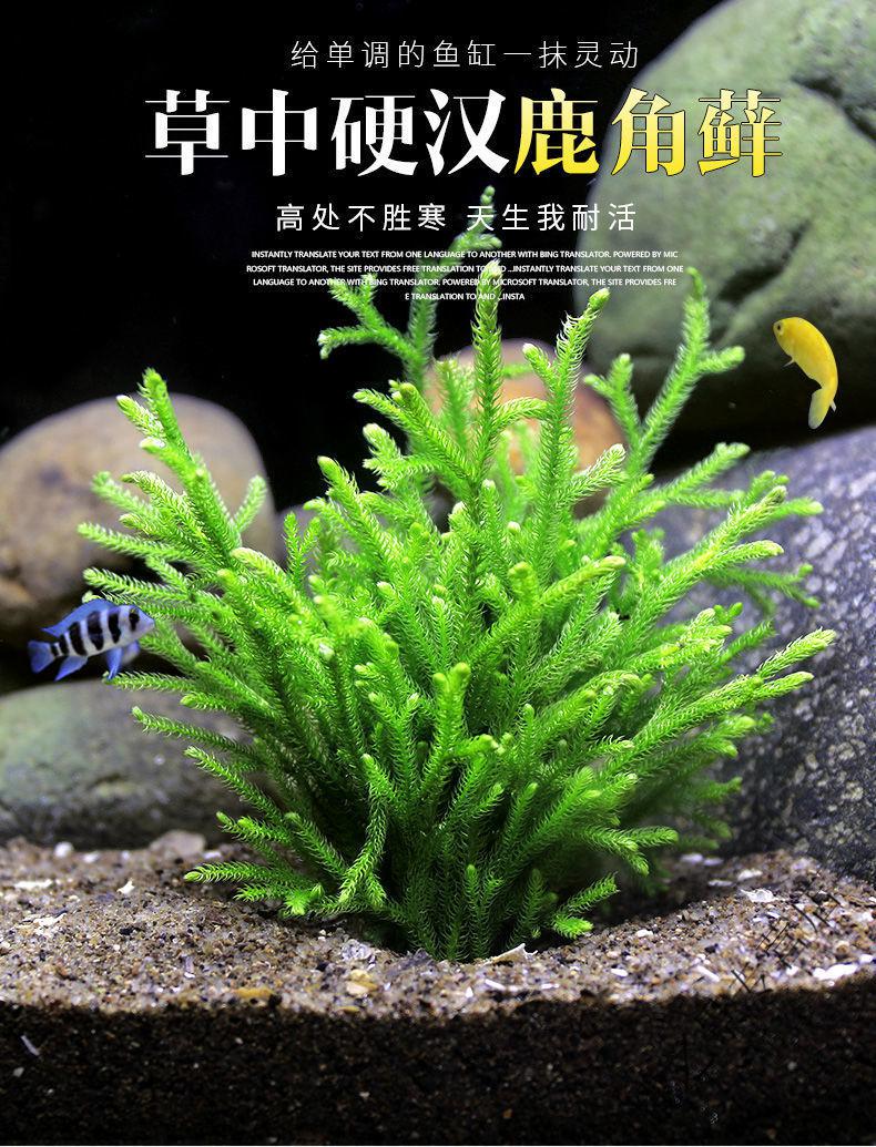 鹿角榕懒人水草植物活体淡水无土耐低温苔藓鱼缸生态瓶雨淋缸造景