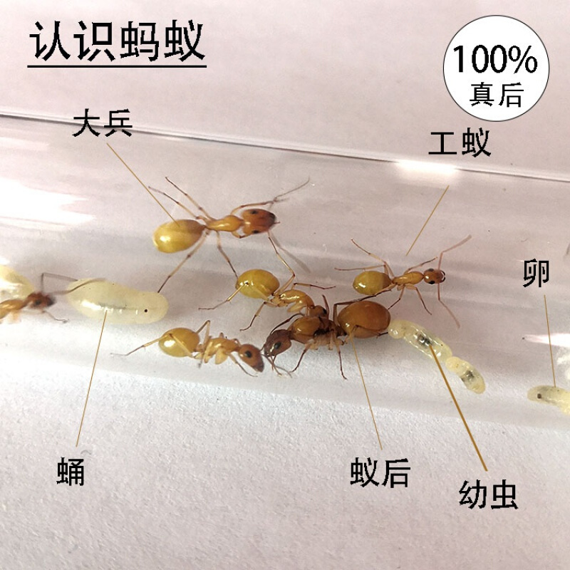 店铺推荐黄金全黄土耳其弓背蚁中亚弓背蚁宠物蚂蚁工坊蚂蚁城堡1后70