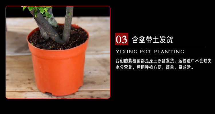 茶叶苗多少钱一颗