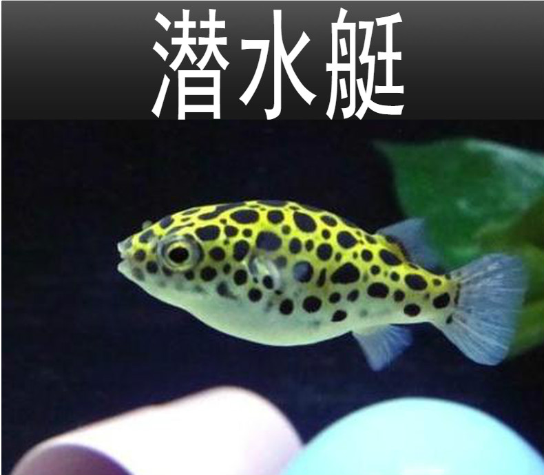 河豚鱼观赏鱼潜水艇鱼河豚气泡鱼鼓包鱼冷水观赏鱼会生气的鱼潜水艇