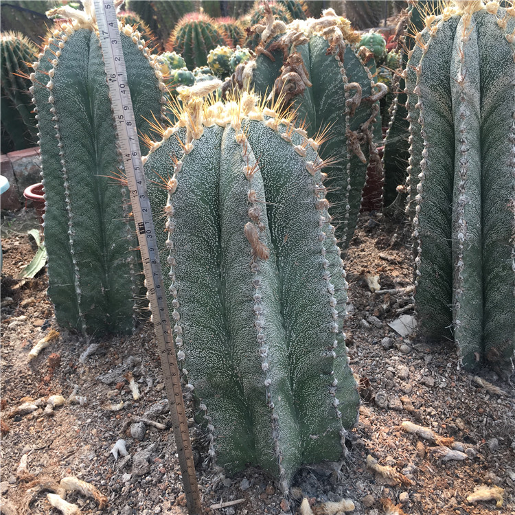 园艺般若实生仙人球大小型盆栽仙人掌美丽星球可一物一拍般诺仙人球 3