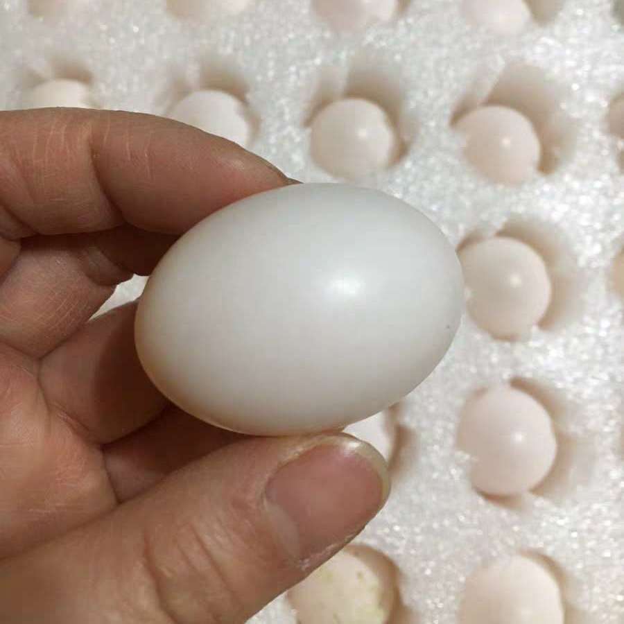 新鲜鸽子蛋初生蛋鸽蛋白鸽蛋土鸽蛋现捡现发原粮喂养20枚30枚 精选