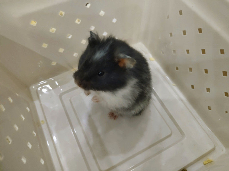 kjhgf纯银杂银长毛金丝熊宝宝金丝熊活物宠物 长毛肉桂假面