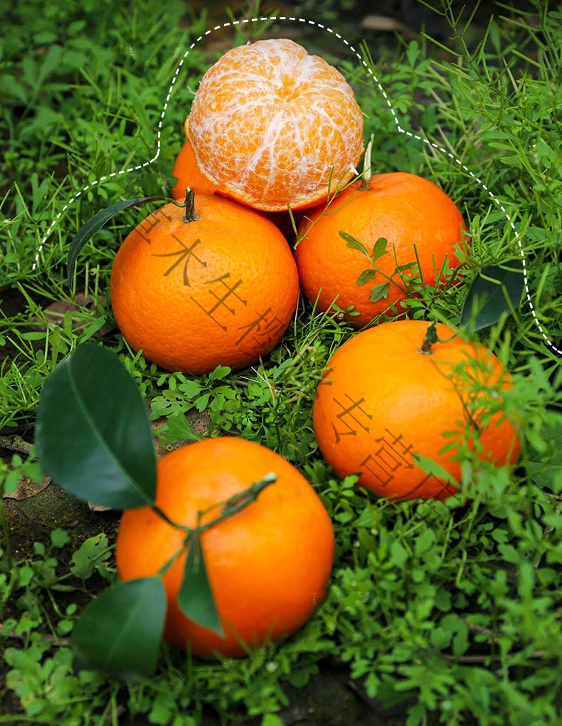 沃柑橘子贵妃柑橘广西武鸣沃柑新鲜水果皇帝贡品 9斤【图片 价格 品牌