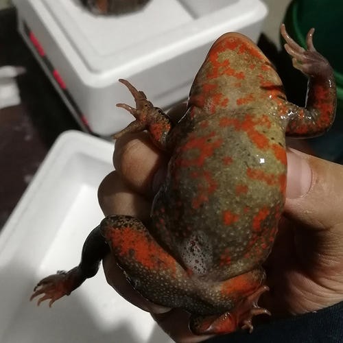 伟博红肚皮哈什蚂哈士蟆东北活蛤蟆母豹2022只斤顺丰