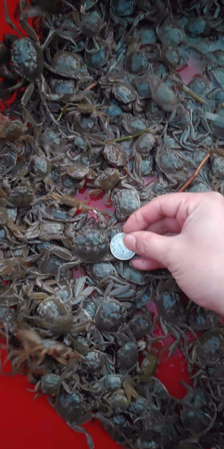 大闸蟹苗幼蟹鲜活蟹苗淡水苗扣苗螃蟹苗现货毛蟹苗河蟹苗一斤装 中苗