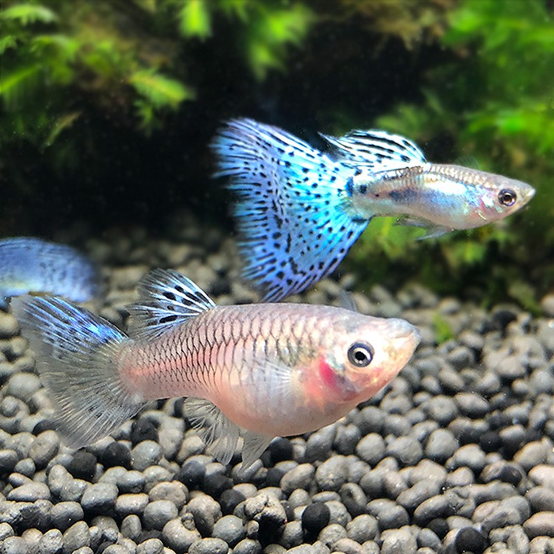 jypet蓝精品孔雀鱼活体蓝草尾热带观赏小型鱼 公母一对2-3cm【图片