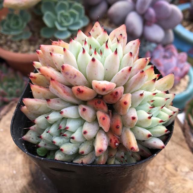 原始绿爪多头群生多肉植物盆栽肉肉新手植物办公室创意花卉绿植 绿爪