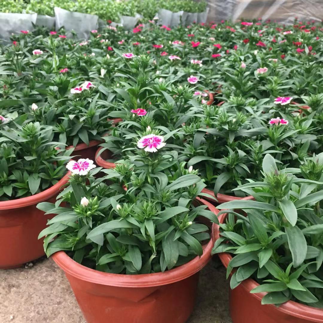 园艺五彩石竹盆栽欧石竹初恋室外阳台庭院花卉耐寒多年生花期长 石竹