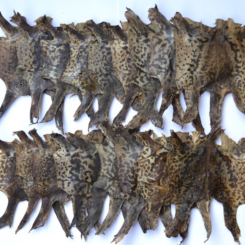 特大整张干10张 癞赖蛤蟆皮 蟾蜍衣皮粉干癞蛤蟆 超值30张