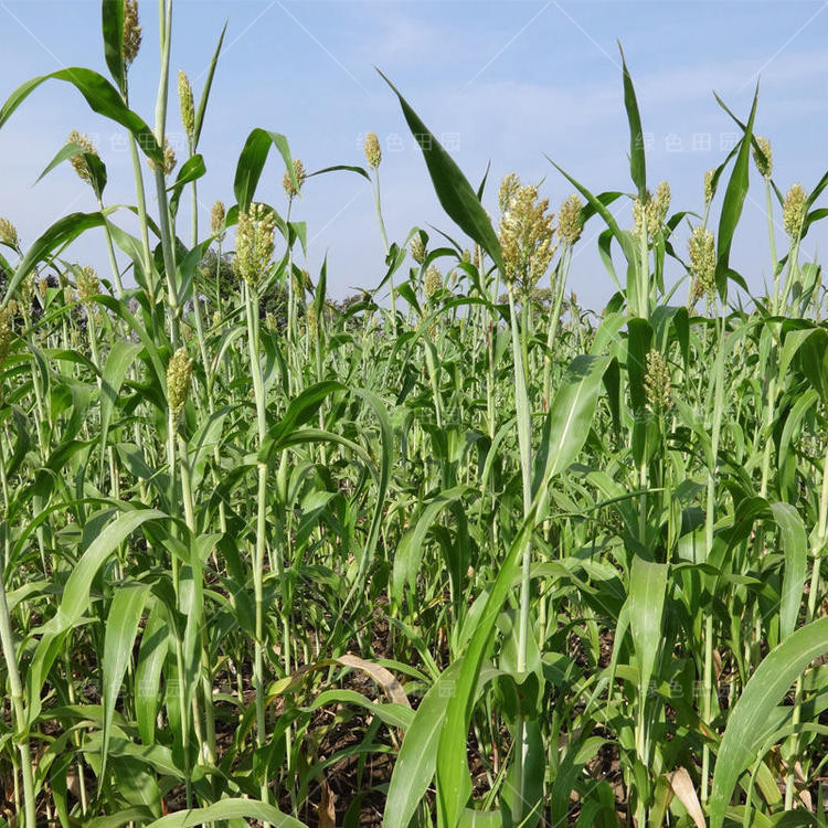 绿色甘蔗种籽甜杆高粱子高糖汁多北方水果春秋夏季四季种植农家孑