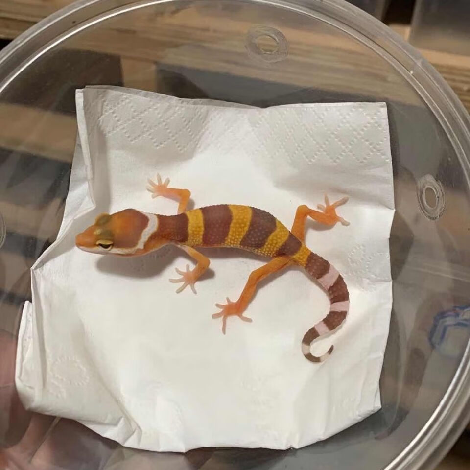 火热促销豹纹守宫新手入门蜥蜴爬宠活物幼体温顺可爱不咬人懒人网红