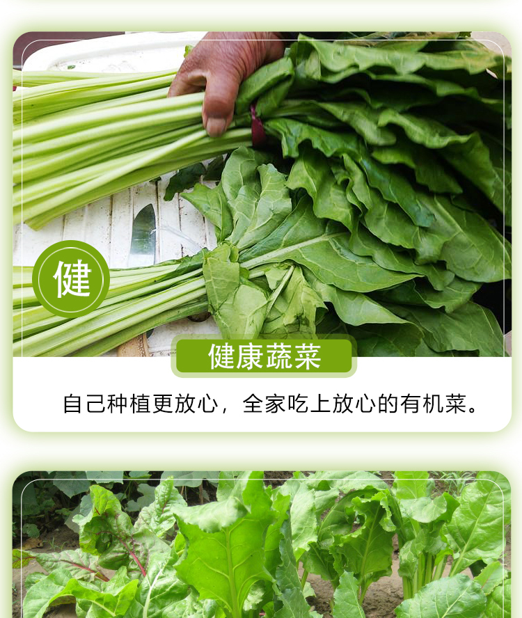 山谷里的居民根达菜种子君达菜种籽牛皮菜四季播根达菜蔬菜种孑高产根