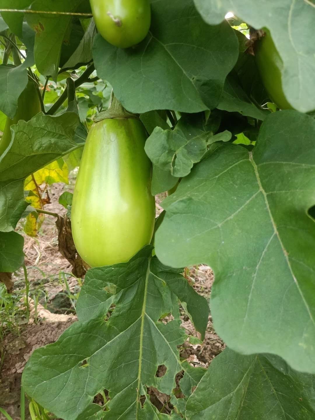 青茄子新鮮綠茄子圓茄子河南特產新鮮蔬菜綠皮茄子農家自種 5斤【圖片