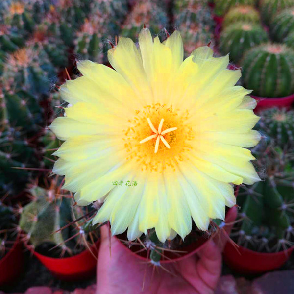 园艺般若仙人球盆栽 防辐射仙人球 开花仙人球 般若大球 绯花玉 实生