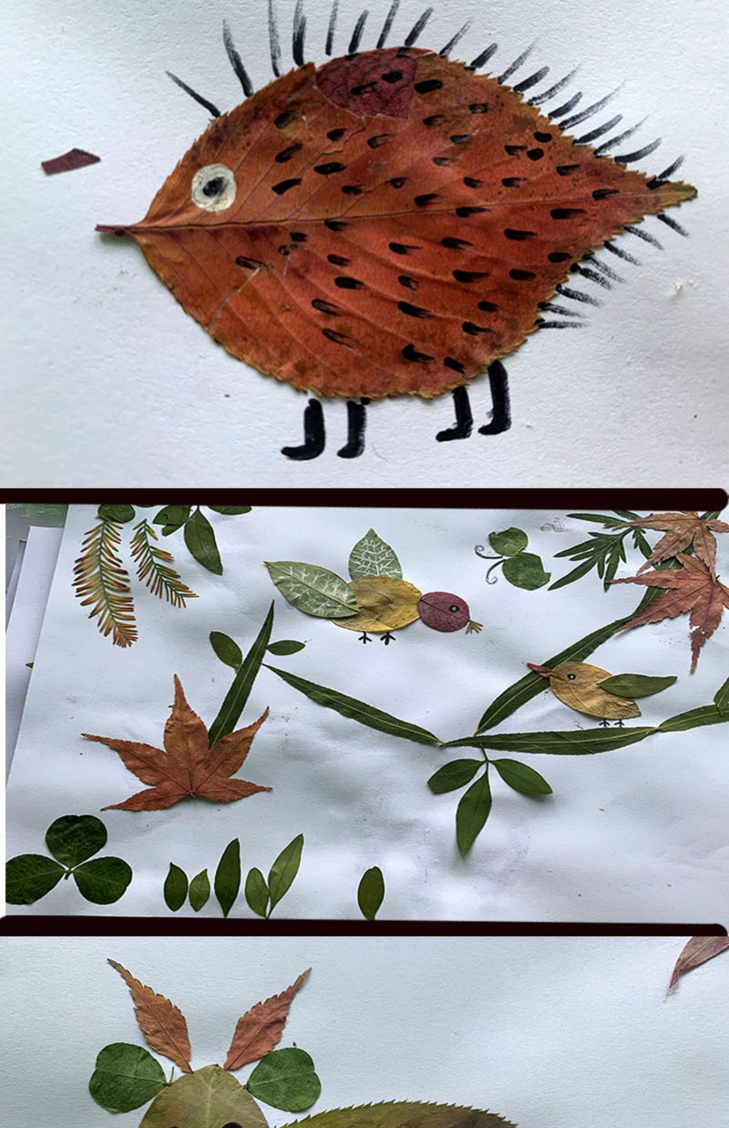 天然干树叶树叶标本干花diy手工装饰材料包植物书签压花幼儿园4包共