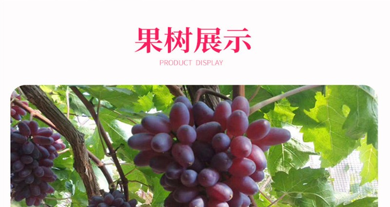 葡萄种苗批发厂家