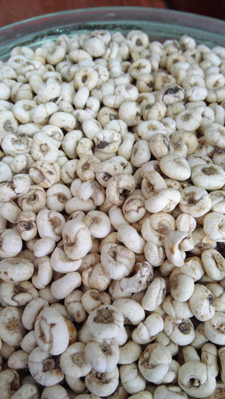 伟博西藏特产野生贝母尖贝藏贝母西藏野生藏贝母大颗粒正宗藏贝母250