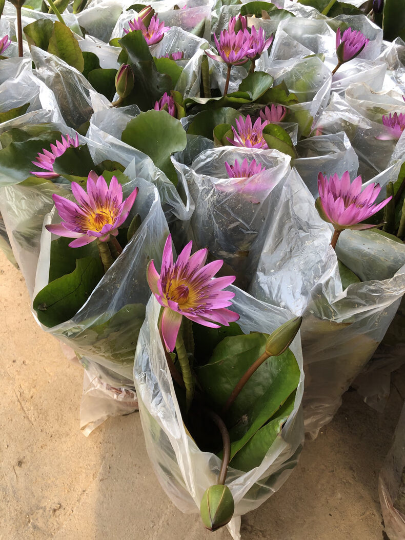 睡莲水培植物带花苞发货荷花苗四季开花盆栽水养池塘鱼池水生植物水