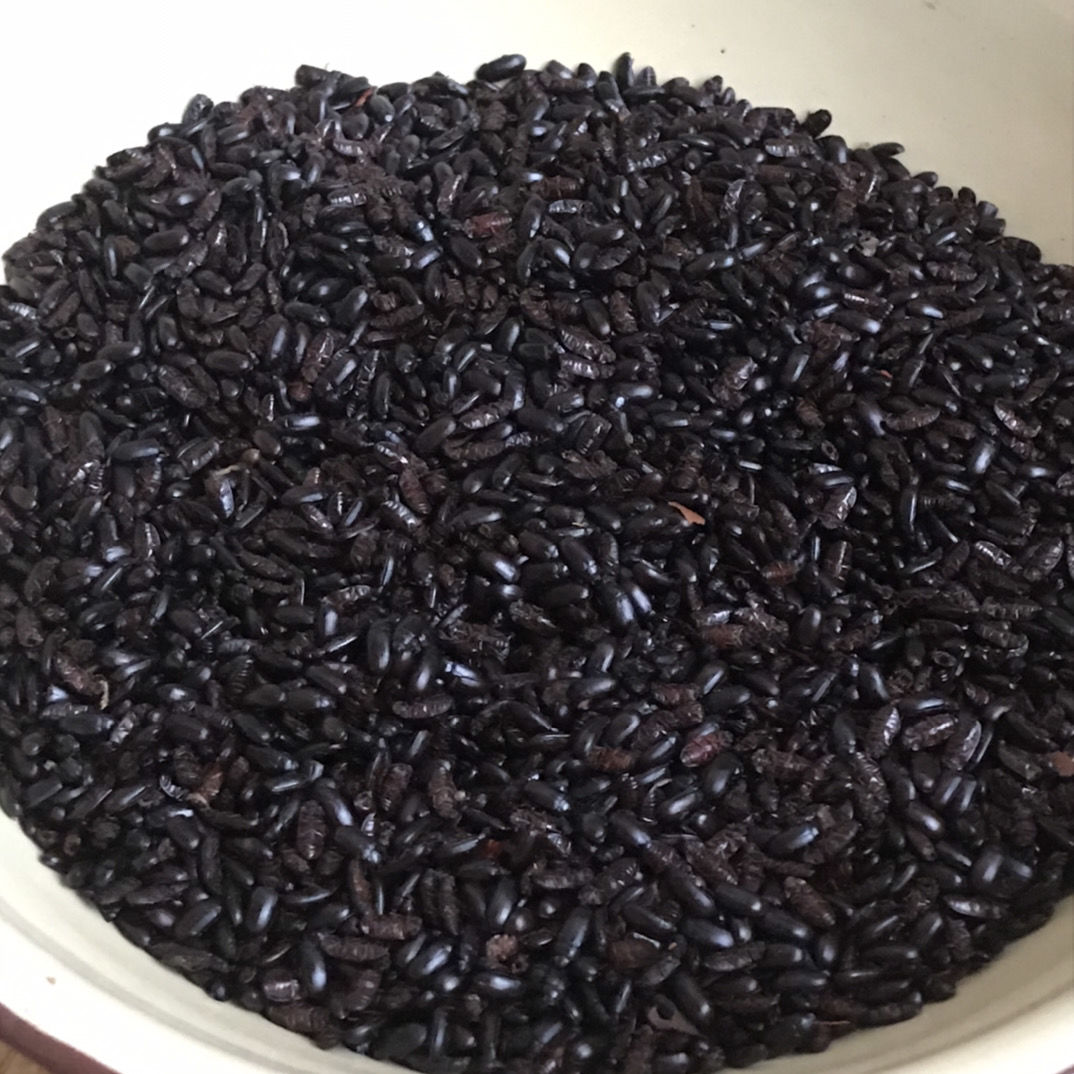 九龙虫洋虫烘干自己家养药材喂养烘干九龙虫品烘干九龙虫520只